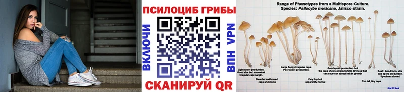 Псилоцибиновые грибы прущие грибы  Камень-на-Оби 